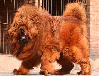 世界上最贵的狗，一只纯种红色藏獒卖出190万美元