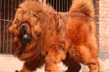 世界上最贵的狗，一只纯种红色藏獒卖出190万美元