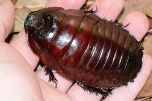 世界上最大的蟑螂，犀牛蟑螂最长达10厘米能听懂人话(图片)