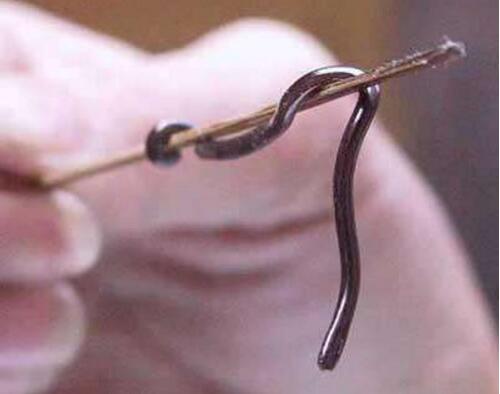 世界上最小的蛇有毒吗，钩盲蛇无毒/体长6cm(比蚯蚓还小)