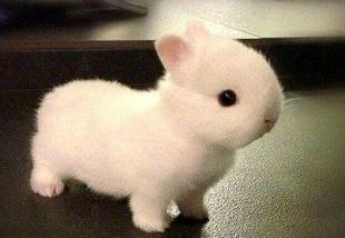 世界上最小的兔子荷兰侏儒兔，体重不超1200克(掌上萌宠迷你兔)