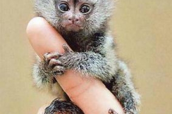 世界上最小的猴子狨猴，只有12厘米，只有一指手长(又名指猴)