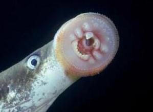 北极七鳃鳗，在地球生活3.6亿年吸血僵尸鱼