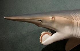 螺纹齿鲨，主要生活在二叠系和三叠系中