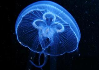 世界上寿命最长的动物灯塔水母，无限生命的不死生物(返老还童)