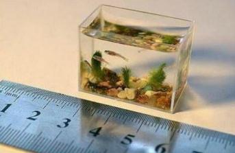 世界上最小的鱼是什么鱼，胖婴鱼体长7毫米/重1毫克(图片)