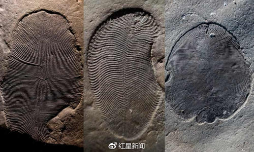 世界上最早的化石