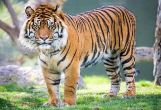 世界上最小的老虎：苏门答腊虎，只有东北虎的1/3(只剩400只)