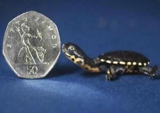 世界上最小的乌龟，罗蒂岛蛇颈龟长度只有2cm(还没有硬币大)