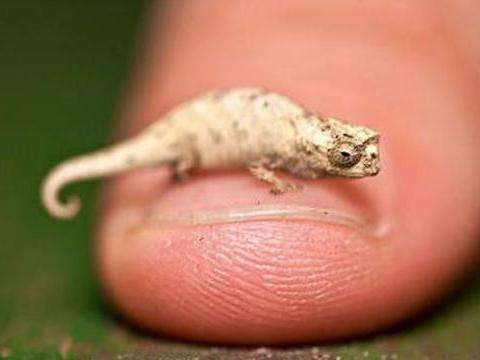 盘点世界上哪十种动物最小，世界上最小的动物排名(比蚂蚁还小)