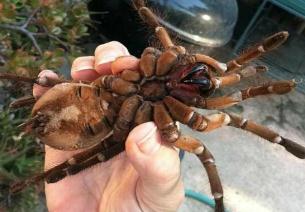 世界上最大的蜘蛛有多大，歌利亚食鸟蛛长30cm(成年男子拳头大)