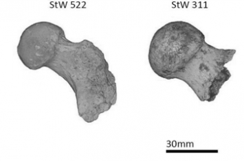 化石腿骨揭示 人类祖先经常爬树