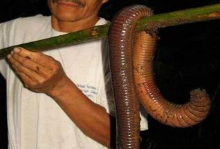 世界上最大的蚯蚓，澳大利亚巨型蚯蚓体长3米(手臂一样粗)
