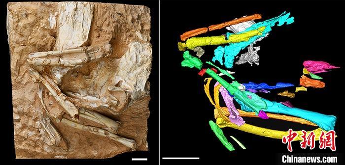 科学家发现亚洲最古老沙鸡化石 揭示600万年前青藏高原生态