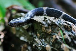 中国最毒的蛇：银环蛇，0.08毫克毒液就能毒死人