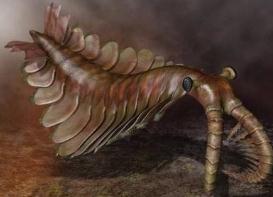 罕见的巨型奇虾化石，长达1.8米的寒武纪最大生物