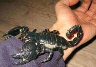 世界上最大的蝎子：非洲帝王蝎体长35厘米(帝王蝎如何饲养)