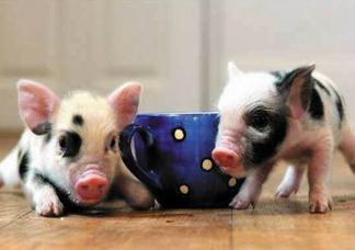 世界上最小的猪，茶杯猪身高30厘米长不高(价格7276元人民币)
