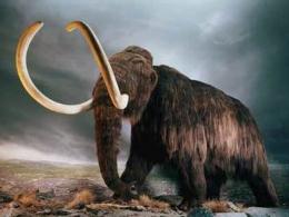 陆地霸主猛犸象灭绝之谜，真相竟然是骨质疏松（缺钙）