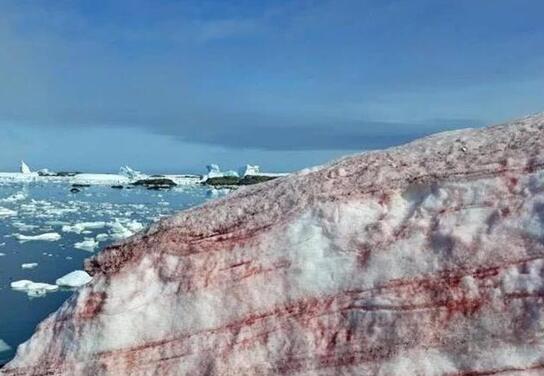 西瓜雪是怎么回事 南极西瓜雪出现后会有什么灾难