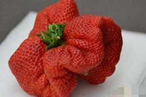 世界上最大的草莓，堪比一个大拳头(长8厘米/重0.5斤)