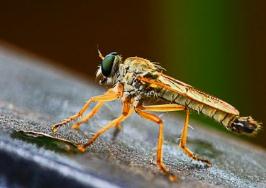 世界上最大的苍蝇，拟食虫虻最长8.5厘米(图片)
