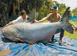 世界上最大的淡水鱼，湄公河巨鲶重达600斤(频临灭绝)