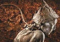 英国700年前的圣比兹木乃伊，蜂蜡密封尸体出土宛如活人