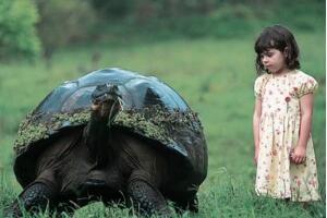 世界上最大的陆龟，加拉帕戈斯象龟体长1.5米能当坐骑(图片)