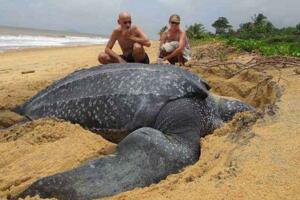 世界上最大的海龟，棱皮龟最长3米体重可达一吨(图片)