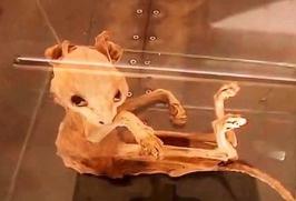 俄现木乃伊狗震惊考古学家，12400年的木乃伊狗脑保存完好