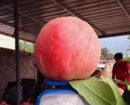 世界上最大的桃子，有半个篮球那么大/重2斤(图片)