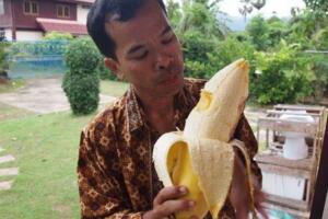 世界上最大的香蕉，堪比长0.3米的成年人小腿/重4斤(图片)