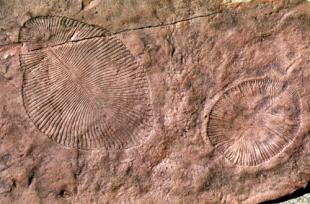 世界上最古老的微生物化石