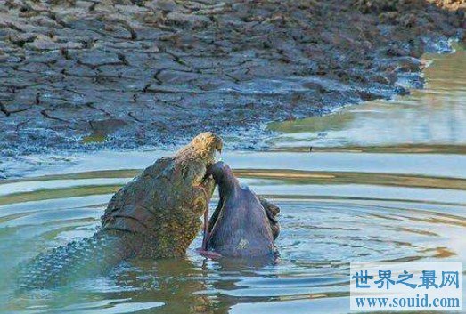 11岁女孩斗鳄鱼 骑背抠眼从鳄鱼嘴中救小伙伴