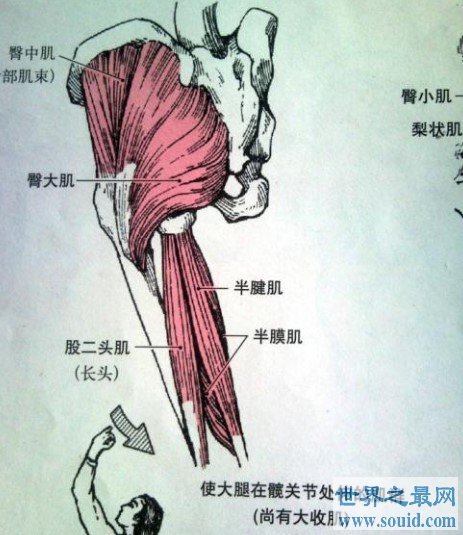 人体最大的肌肉是哪一块，屁股上的臀大肌