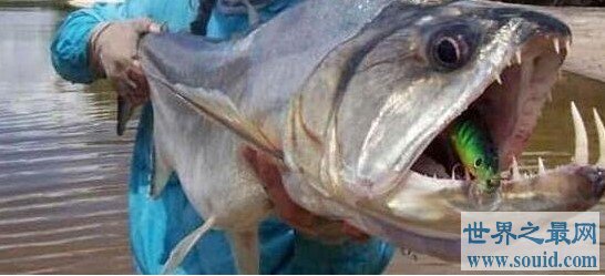牙齿最锋利的鱼，吸血鬼鱼