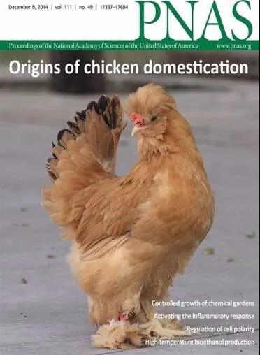 家鸡何处来？——家鸡起源问题又有新进展，或始于东南亚和中国西南部