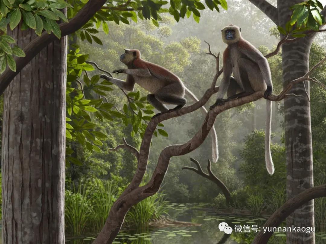 云南昭通水塘坝发现640万年前最接近金丝猴祖先的化石