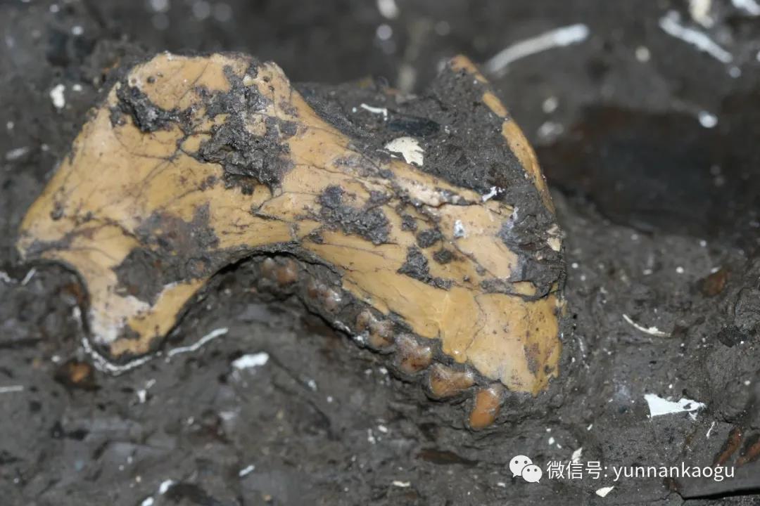 云南昭通水塘坝发现640万年前最接近金丝猴祖先的化石