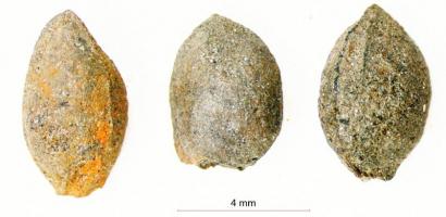 金沙遗址祭祀区植物考古新进展：古蜀先民以何为食？