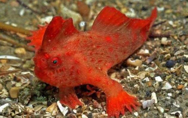 2020最新灭绝的动物：行走海底的鱼 会走路长相半鱼半兽