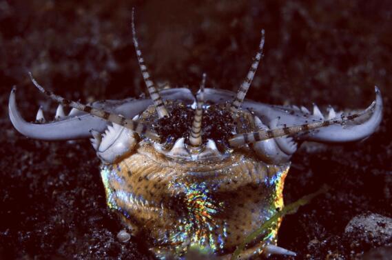 巴比特蠕虫：没有大脑和眼睛，但却是很多海洋生物的天敌