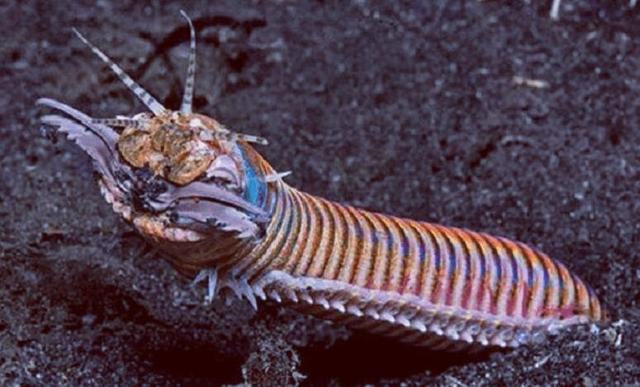 巴比特蠕虫：没有大脑和眼睛，但却是很多海洋生物的天敌