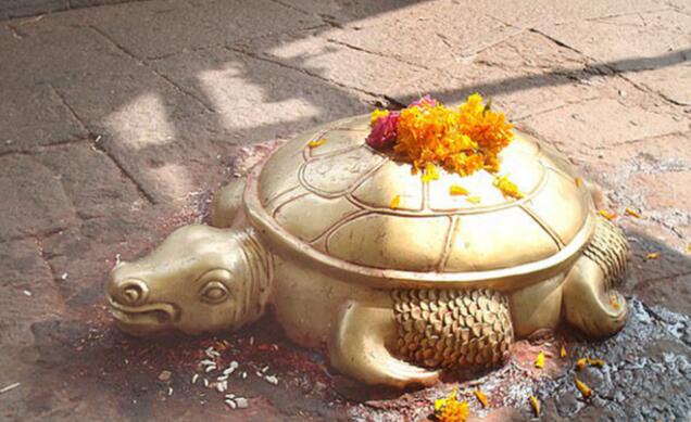 黄金巴西龟：全身金黄色，在印度神话中代表天和地