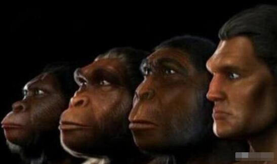 几亿年后，猿类动物有可能进化成人类吗？