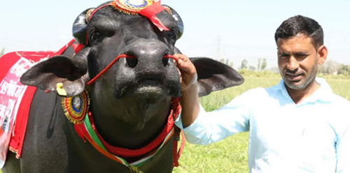 印度最贵的牛身价高达2100万