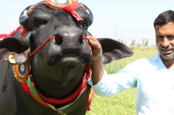 印度最贵的牛身价高达2100万