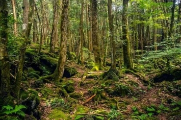 日本自杀森林在哪