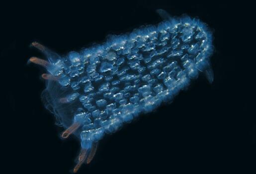 火体虫：世界上最大的虫子 身长30米还会发光
